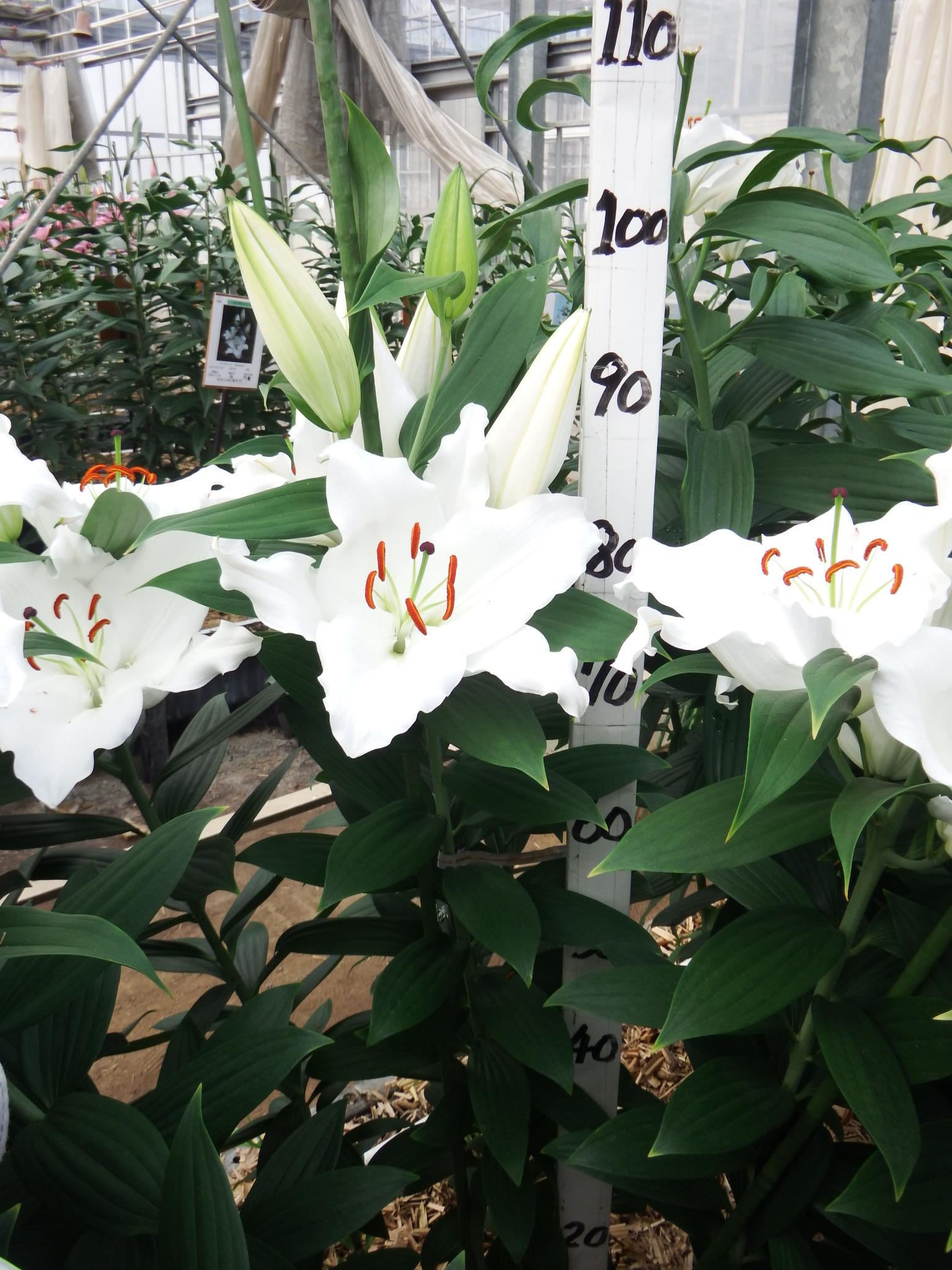 プレミアムブロンド